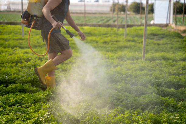 Best Mosquito Control Services  in Pumpkin Center, NC