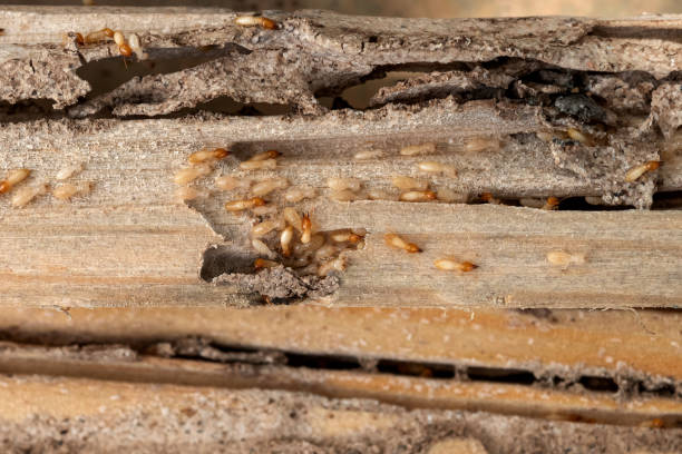 Best Pest Control for Businesses  in Pumpkin Center, NC
